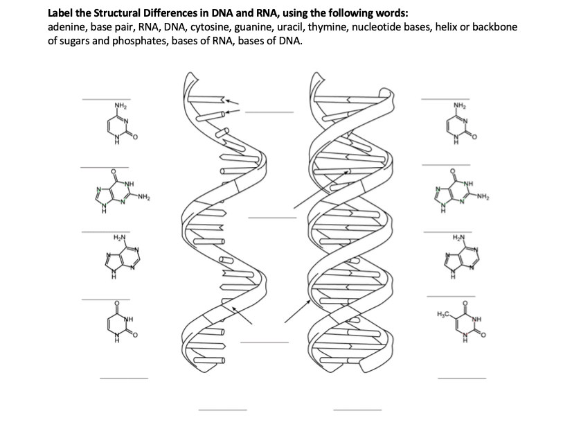 Solved Label the Structural Differences in DNA and RNA, | Chegg.com