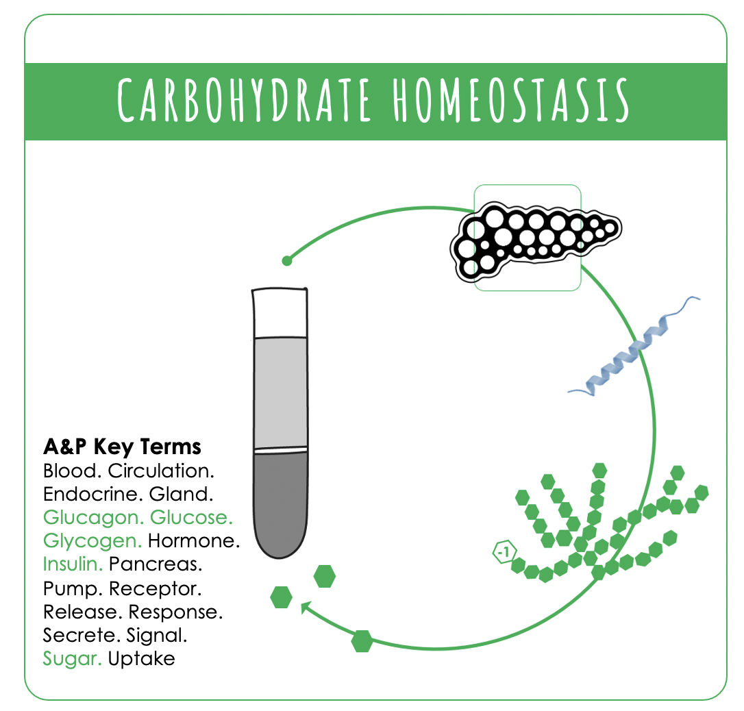 Solved Label the attached graphic shell with ten (or more) | Chegg.com