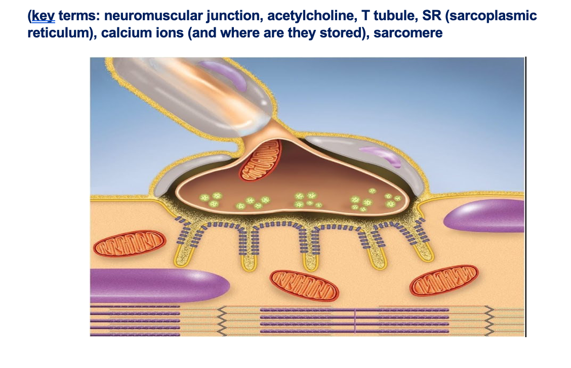(key terms: neuromuscular junction, acetylcholine, T | Chegg.com