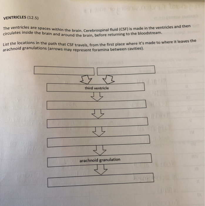 Solved VENTRICLES (12.5) The ventricles are space irculates | Chegg.com