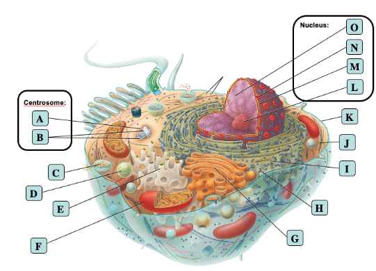 Solved Identify the cell structures | Chegg.com