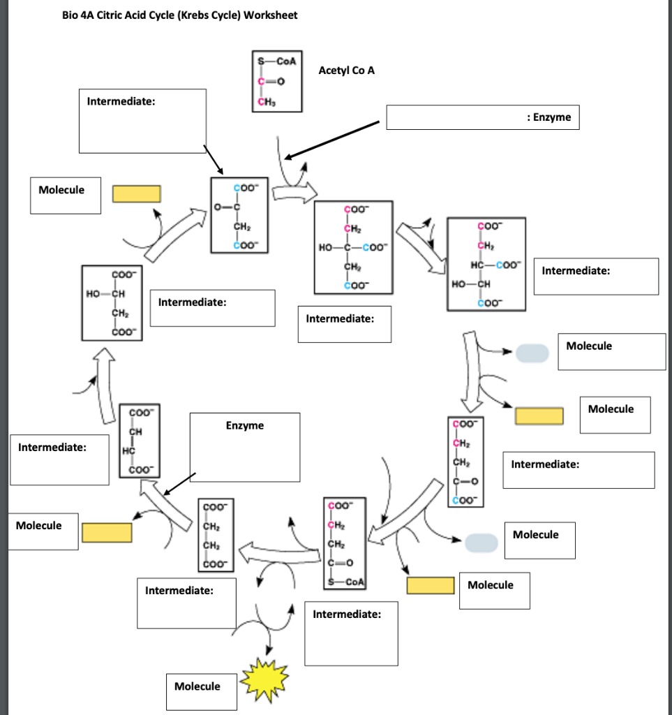 solved-bio-4a-glycolysis-worksheet-glucose-atp-enzyme-chegg