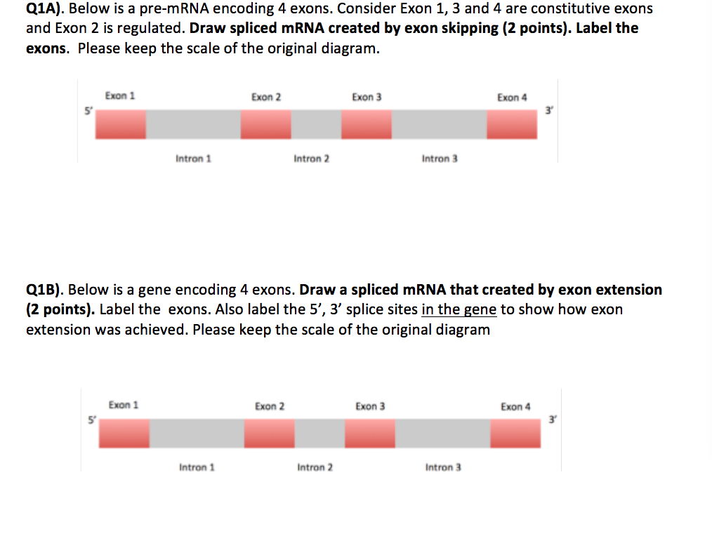 Solved QIA). Below is a pre-mRNA encoding 4 exons. Consider | Chegg.com