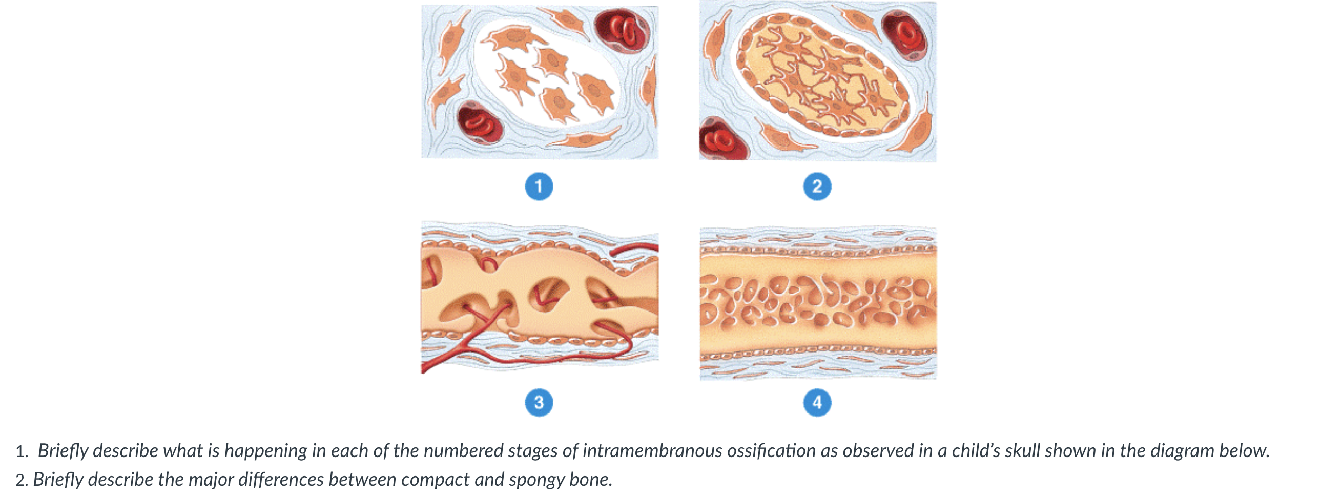 intramembranous ossification stages