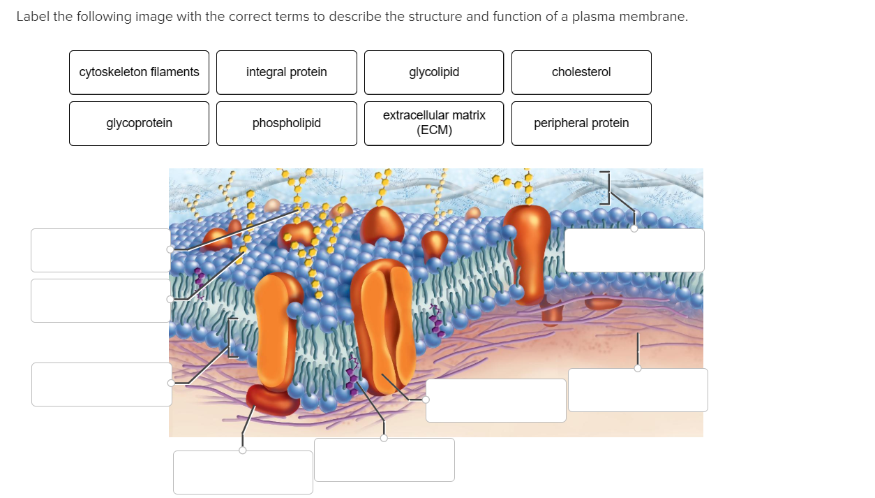 jobs or jobs plasma membrane