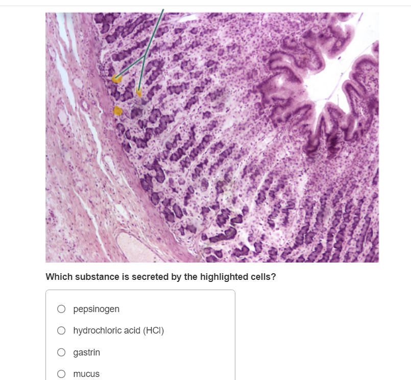 [Solved] Which substance is secreted by the highlighted c