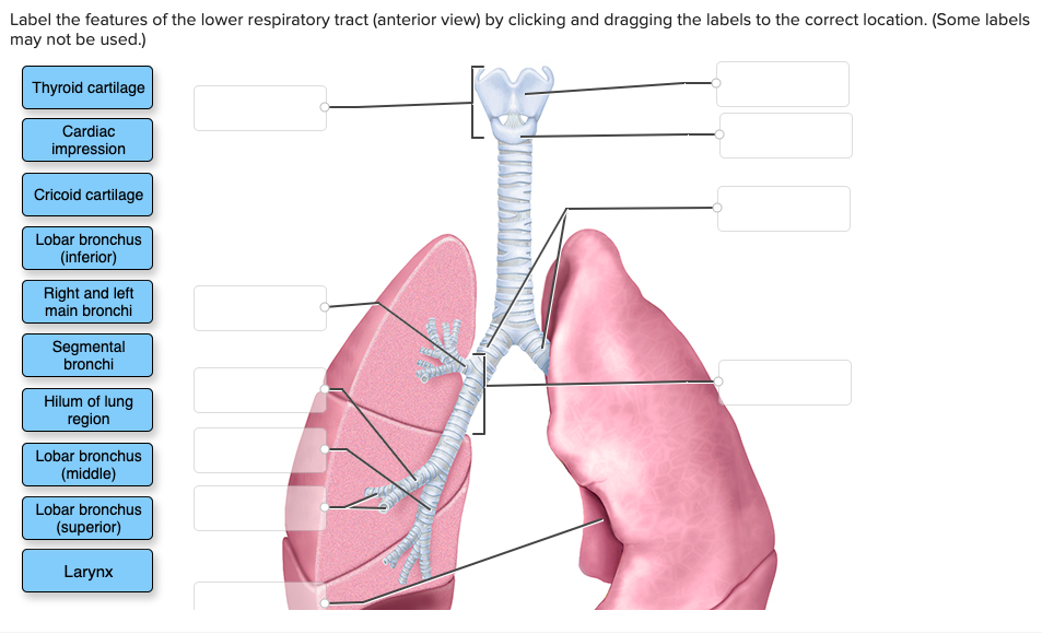 lung without labels