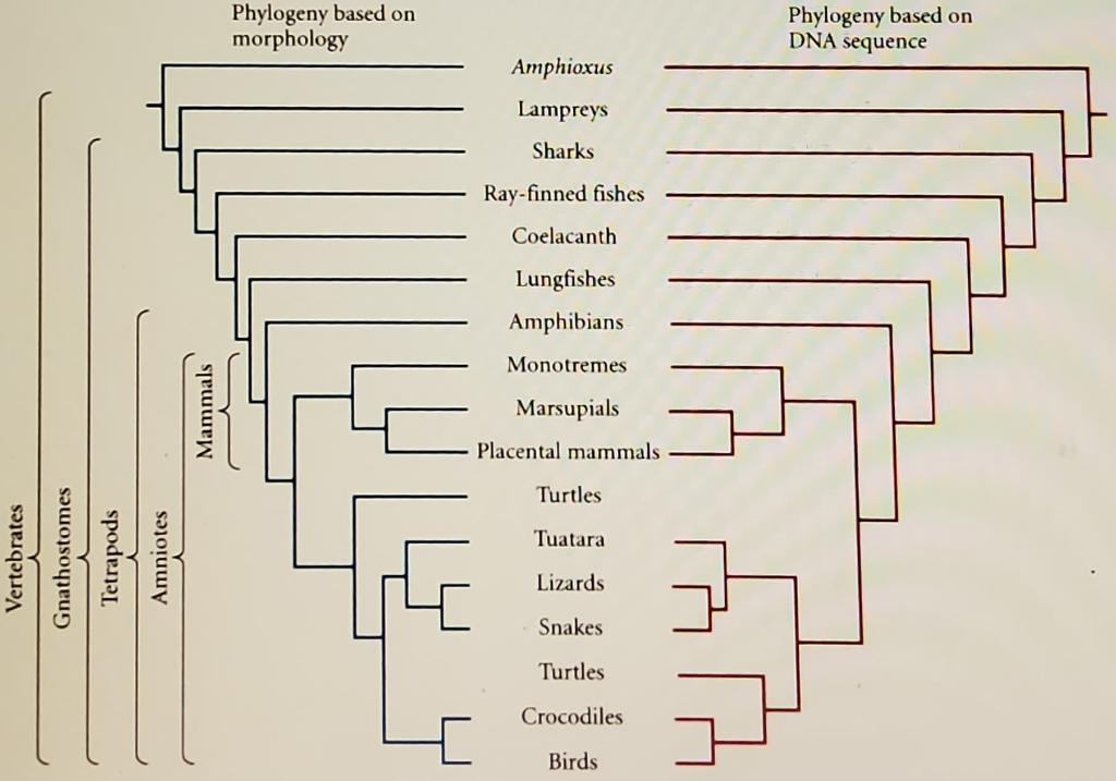 Solved Which of the following is true? a) reptiles