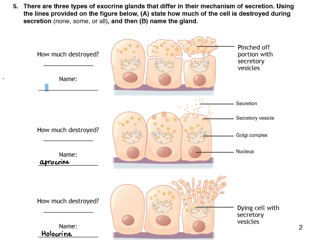 Exocrine Glands: Function, Examples & Types