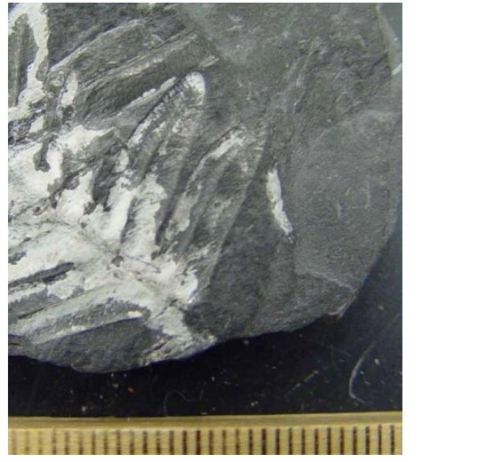 Solved Note that 1. These photographs show the same rock at | Chegg.com