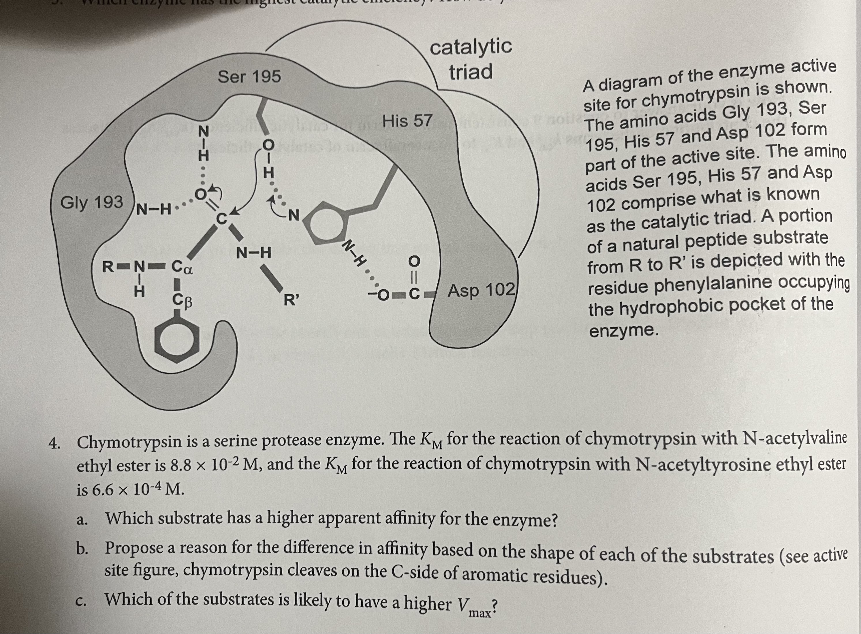 Solved A diagram of the enzyme active site for chymotrypsin