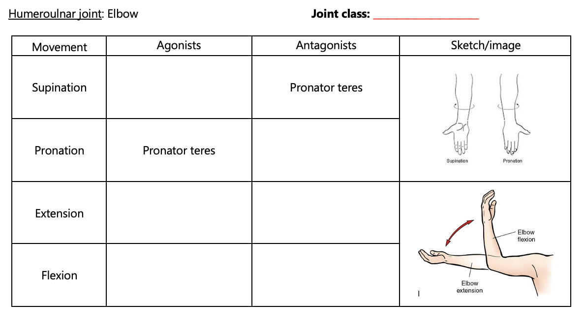 a) The abduction, adduction, flexion, extension, pronation and