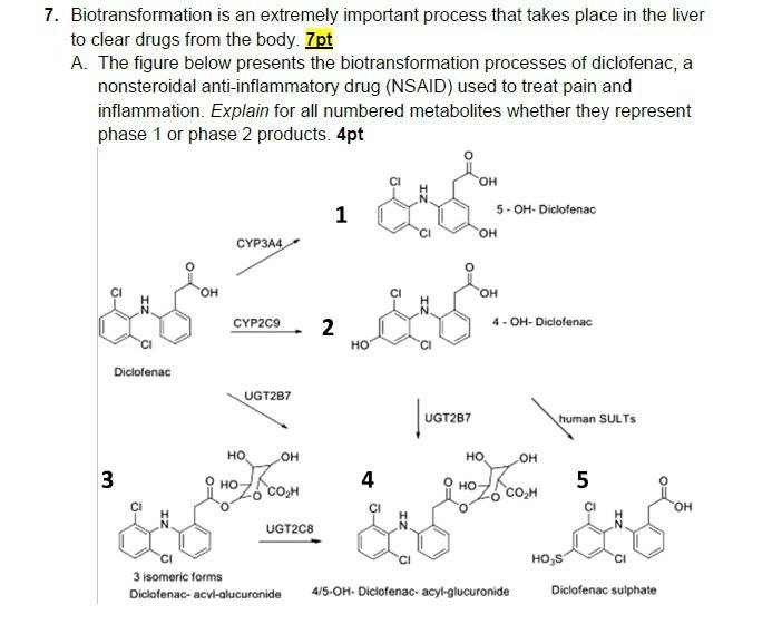 Solved 7. Biotransformation Is An Extremely Important | Chegg.com