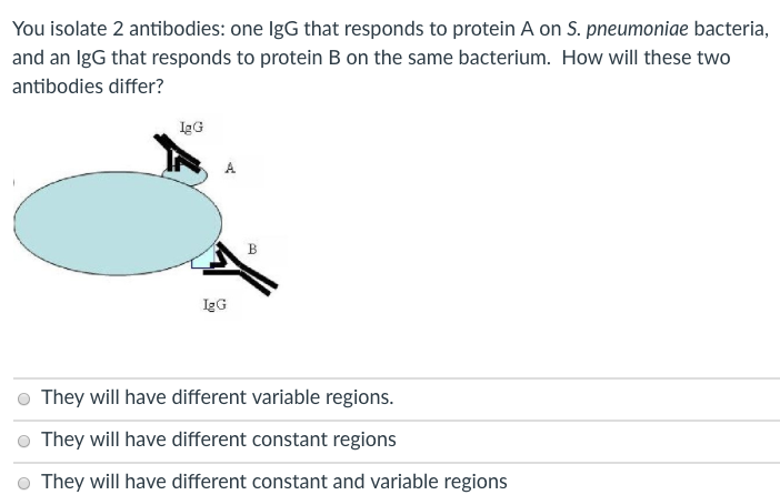 Solved You isolate 2 antibodies: one IgG that responds to | Chegg.com