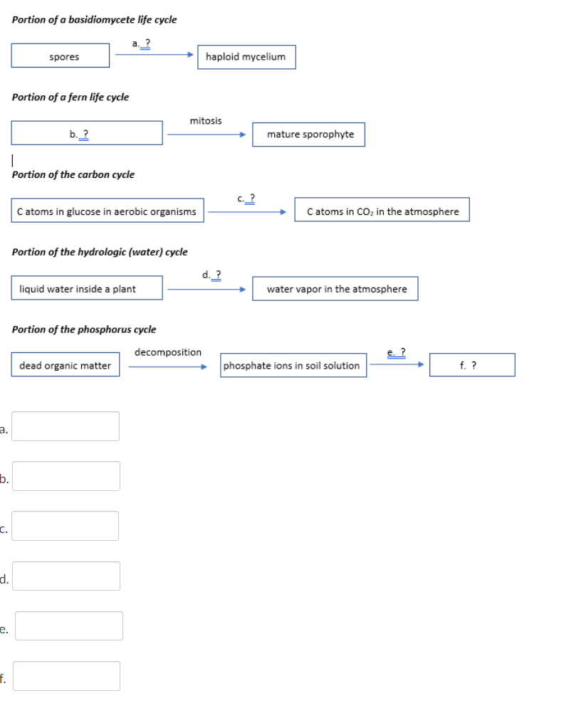 Solved Portion of a basidiomycete life cycle Portion of a | Chegg.com
