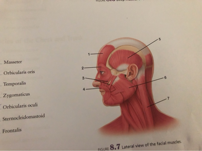 Solved HGURE UO ULPMUNU Masseter Orbicularis oris Chegg