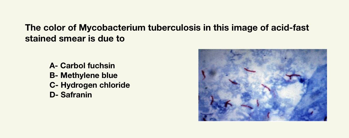 mycobacterium tuberculosis acid fast stain