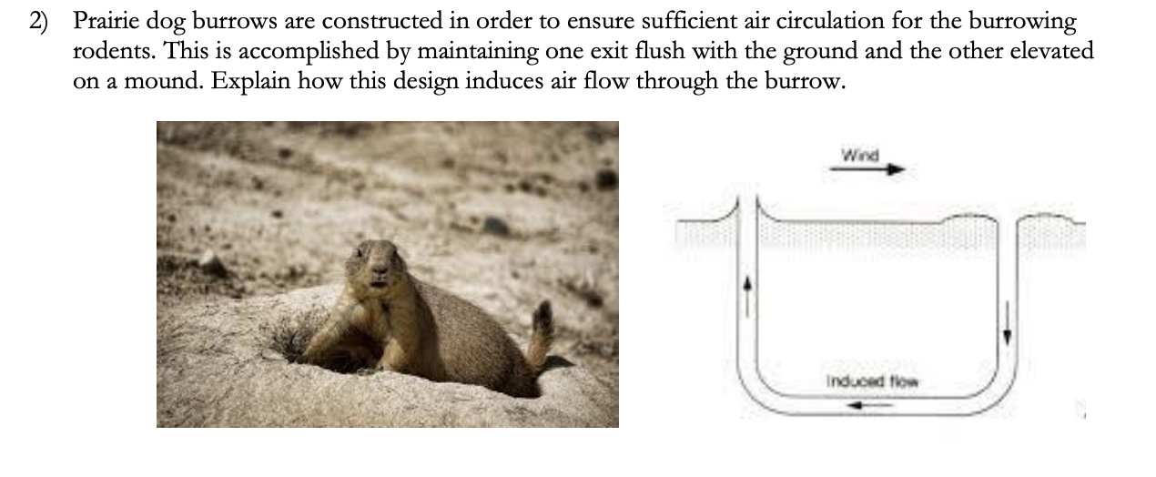 Solved 2) Prairie dog burrows are constructed in order to