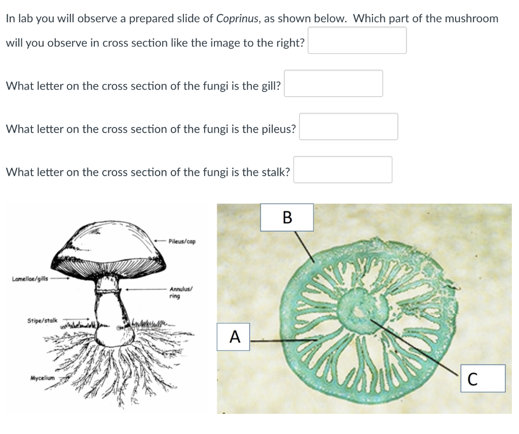 Coprinus Mushroom Labeled