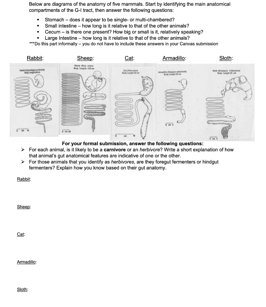 Solved . Below are diagrams of the anatomy of five mammals. | Chegg.com