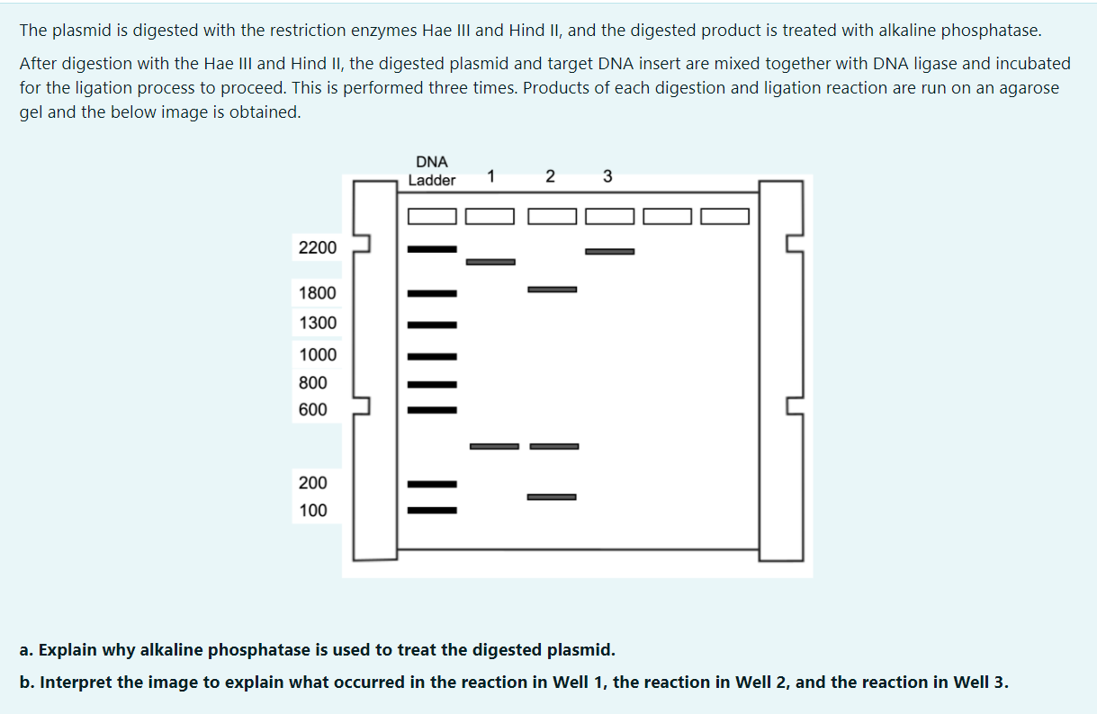 Solved The plasmid is digested with the restriction enzymes | Chegg.com