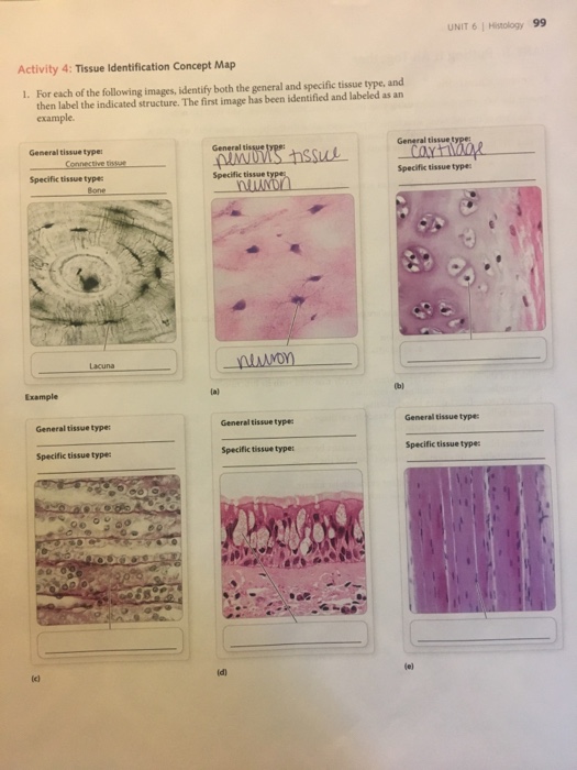 Solved UNIT 6 Histology 9 Activity 4 Tissue Identification