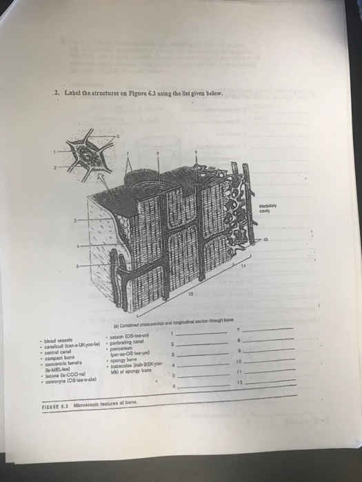 Solved 2. Label the structures on Figure 6.3 using the list | Chegg.com