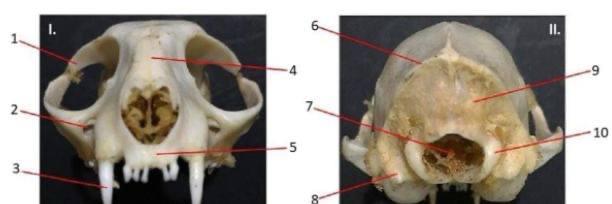 cat skull diagram