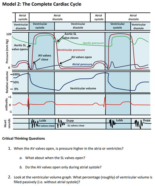 ventricular systole