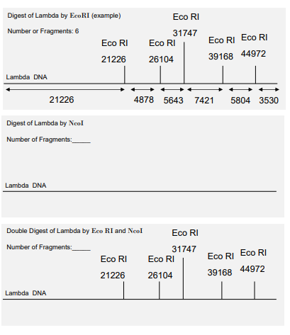solved determine theoretical fragments