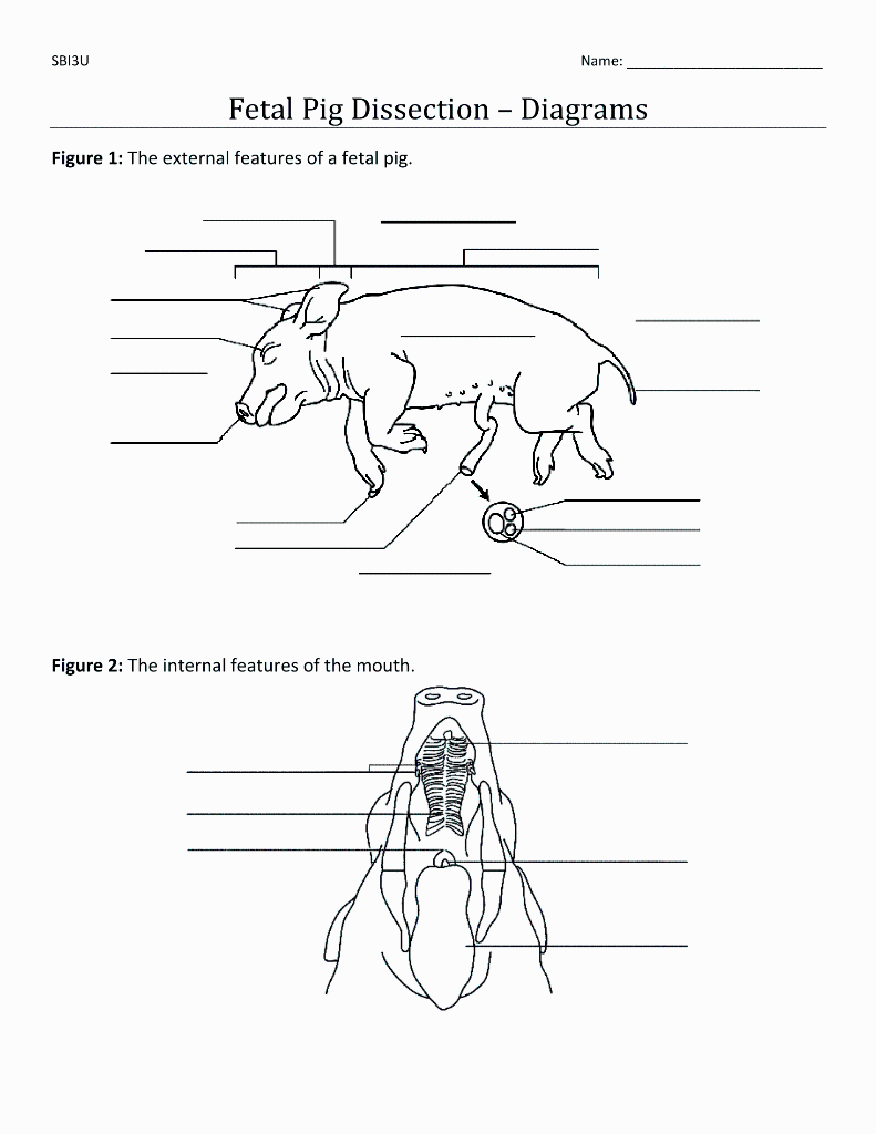 Solved SBIJU Name Fetal Pig Dissection Diagrams Figure 1