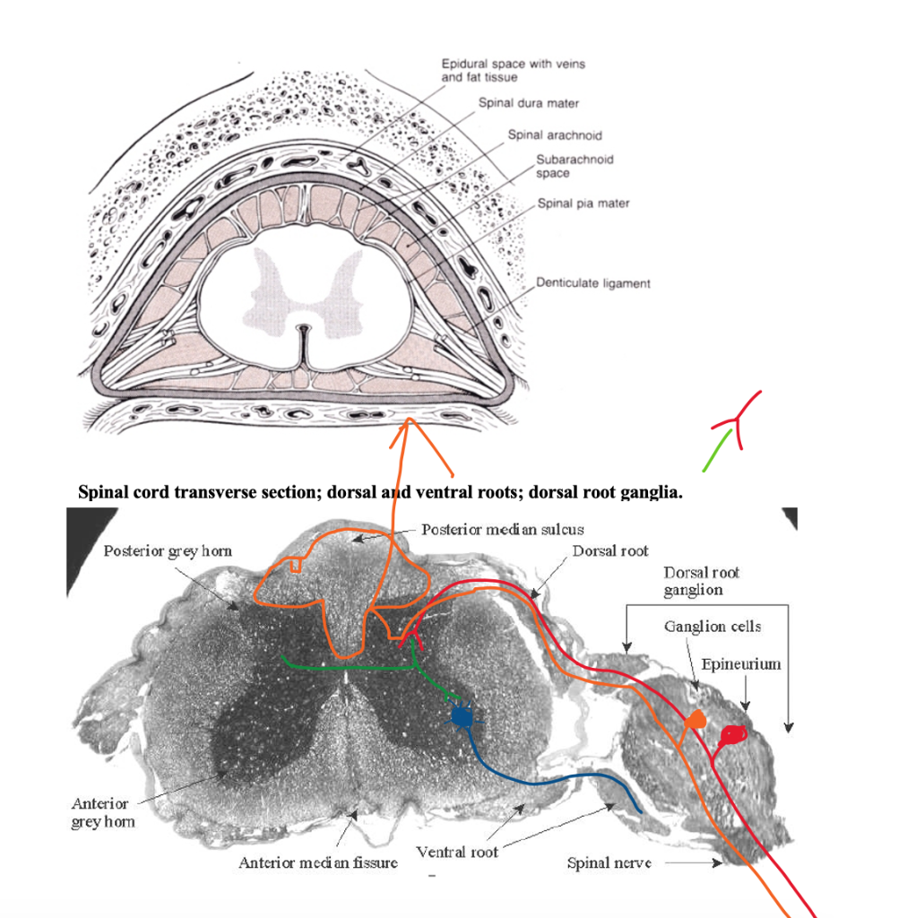 Development of the Arterial Supply of the Spinal Cord Tissue Based on  Radioanatomical and Histological Studies in Cattle | Clinical Neuroradiology, image size:1012x1024