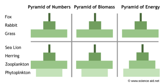 pyramid of numbers diagram