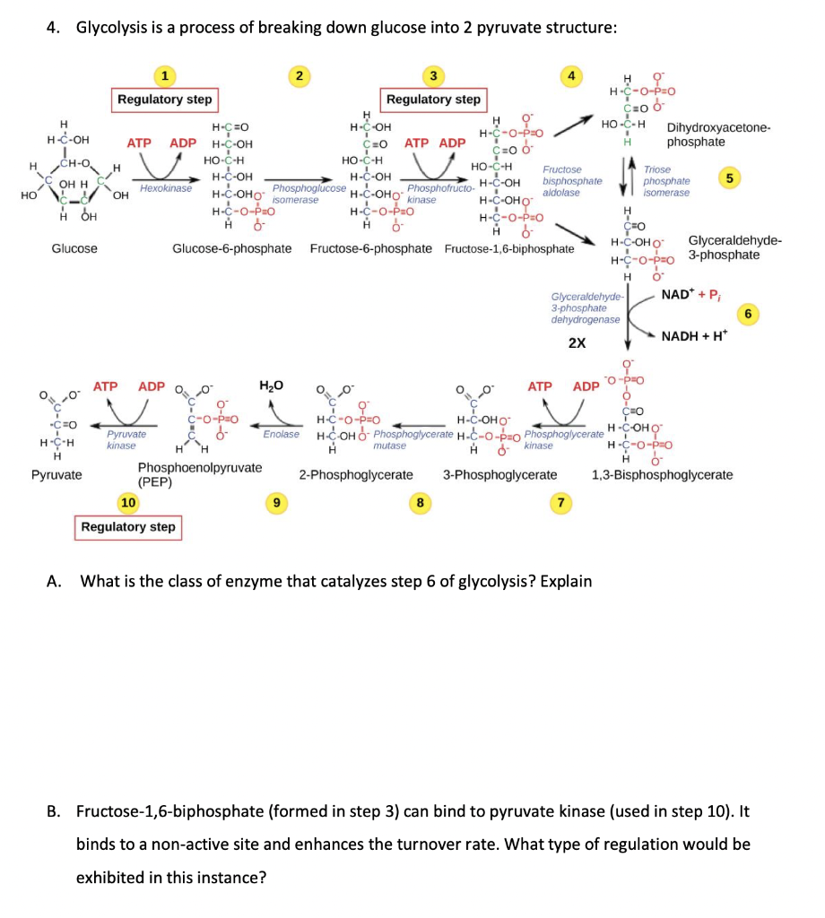 Solved 4. Glycolysis is a process of breaking down glucose | Chegg.com