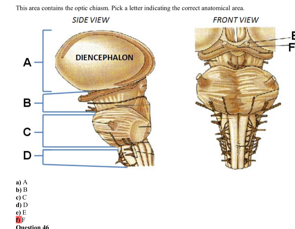 Optic Chiasm Anatomy - Anatomy Reading Source