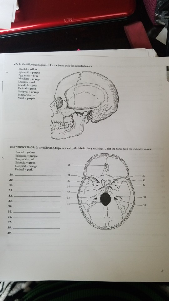 Solved: 9/16/2019 Lab Section Date EXERCISE 7 REVIEW SHEET... | Chegg.com