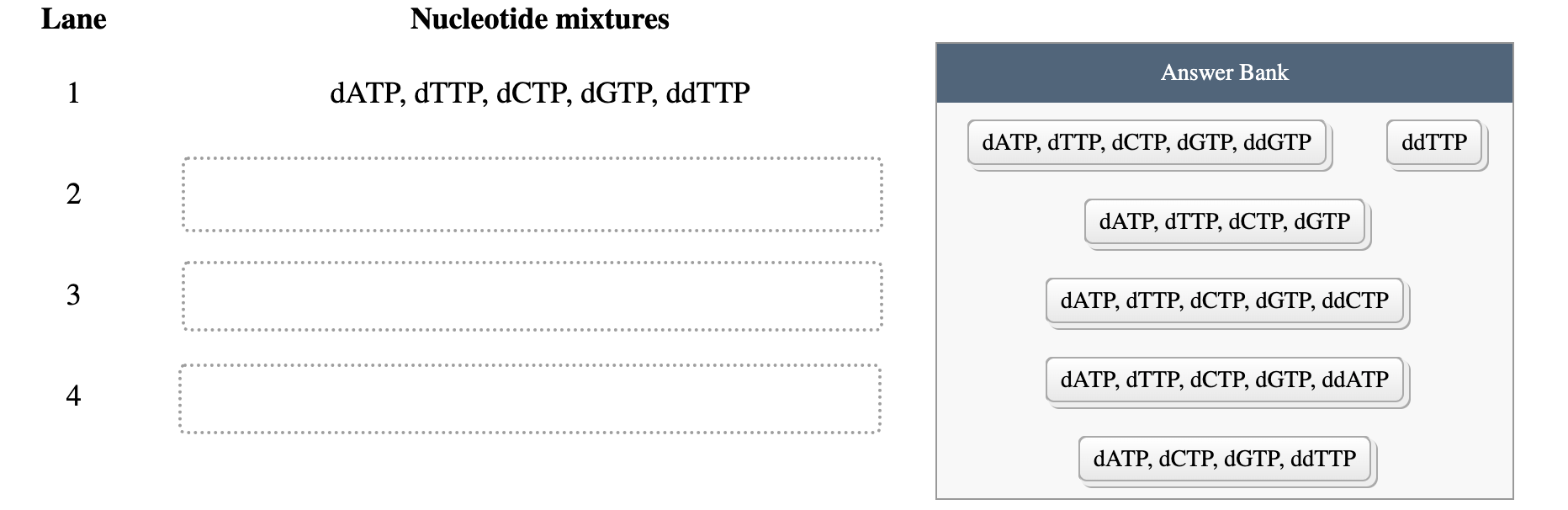 Lane
Nucleotide mixtures
1 dATP, dTTP, dCTP, dGTP, ddTTP
Answer Bank
dATP, dTTP, dCTP, dGTP, ddGTP
ddTTP
2
dATP, dTTP, dCTP, 