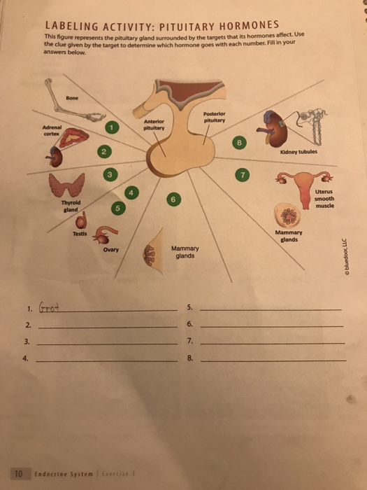 this pituitary hormone goes to the adrenal glands.