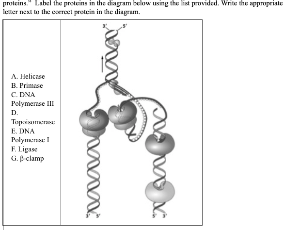 proteins. Label the proteins in the diagram below using the list provided. Write the appropriate