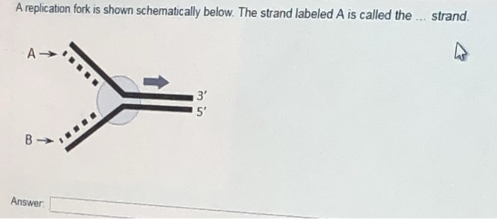 Solved A replication fork is shown schematically below. The | Chegg.com