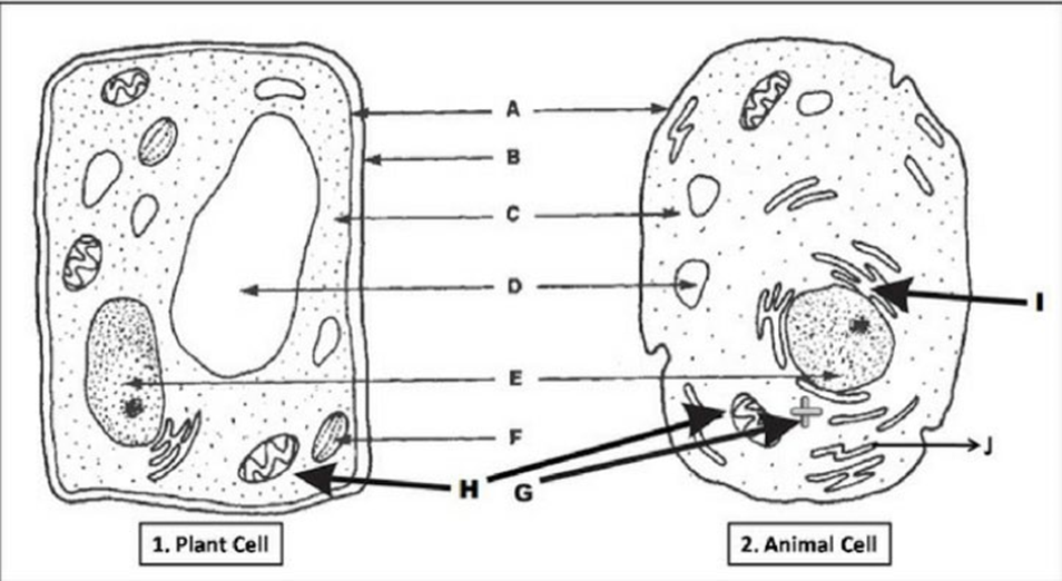 animal cell diagram not labeled black and white