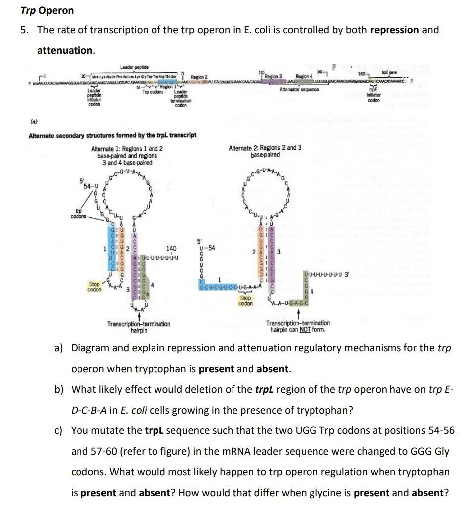 Solved Trp Operon 5. The rate of transcription of the trp