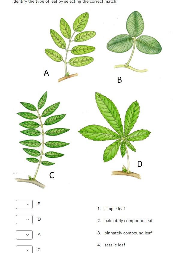 palmately compound leaf