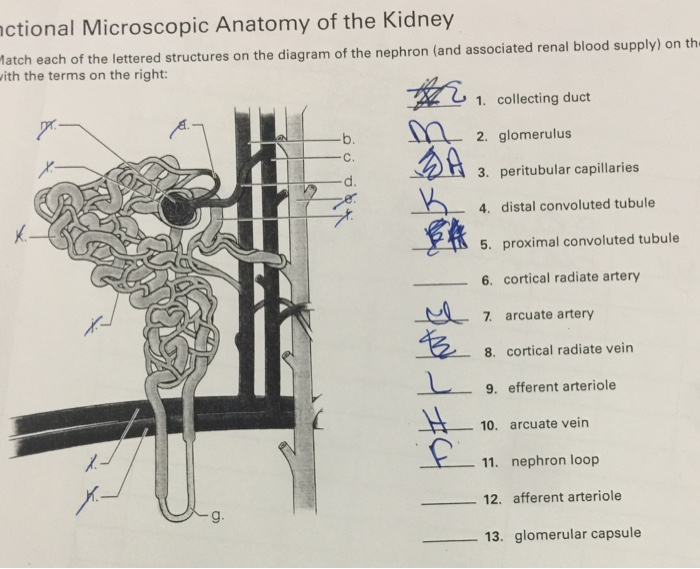 Solved ctional Microscopic Anatomy of the Kidney atch ith | Chegg.com