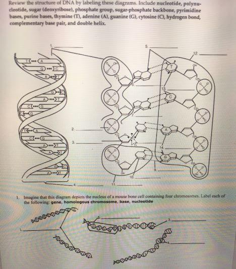 structure of dna diagram labeled