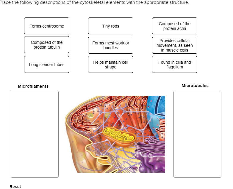 Solved Place the following descriptions of the cytoskeletal | Chegg.com
