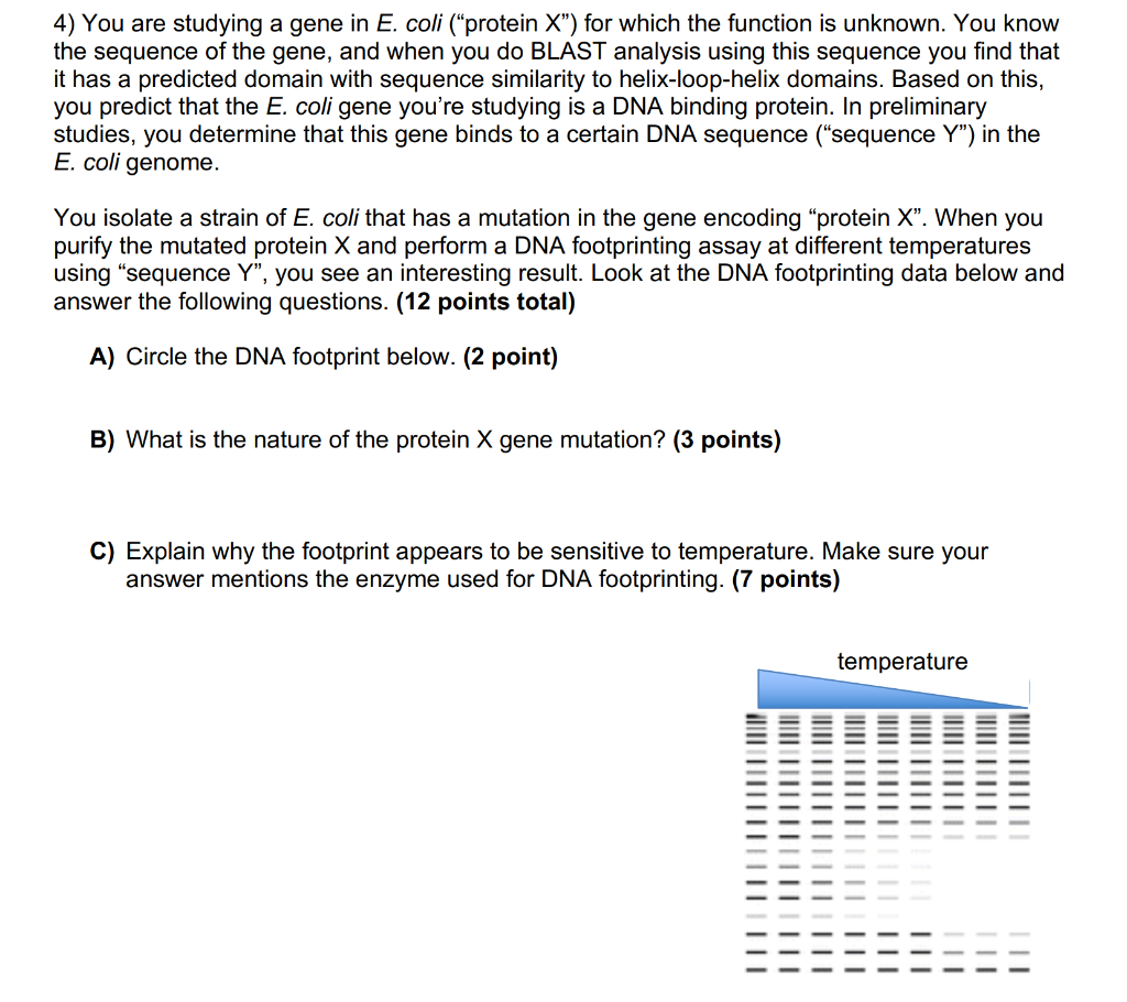 4) You are studying a gene in E. coli (“protein X”) | Chegg.com