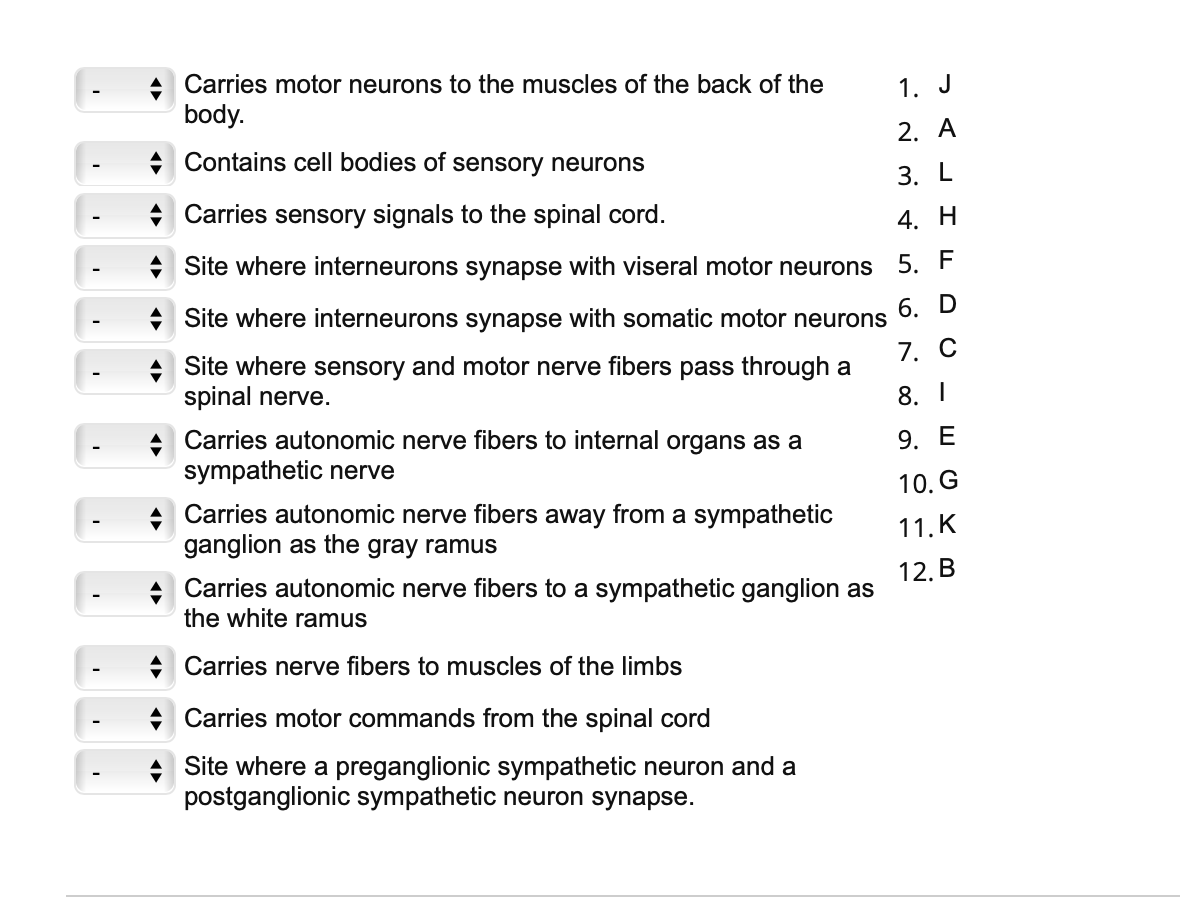 Solved A Carries motor neurons to the muscles of the back of | Chegg.com