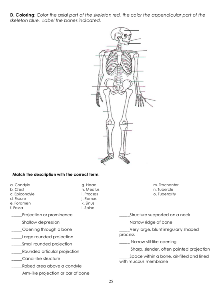 Solved D. Coloring: Color the axial part of the skeleton | Chegg.com