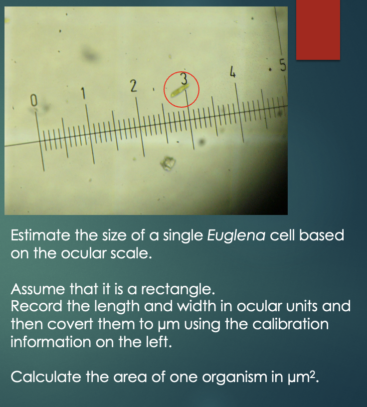 Estimate the size of a single Euglena cell based on the ocular scale.
Assume that it is a rectangle.
Record the length and wi